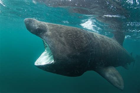 Basking Shark Facts: Habitat, Diet, Conservation & More