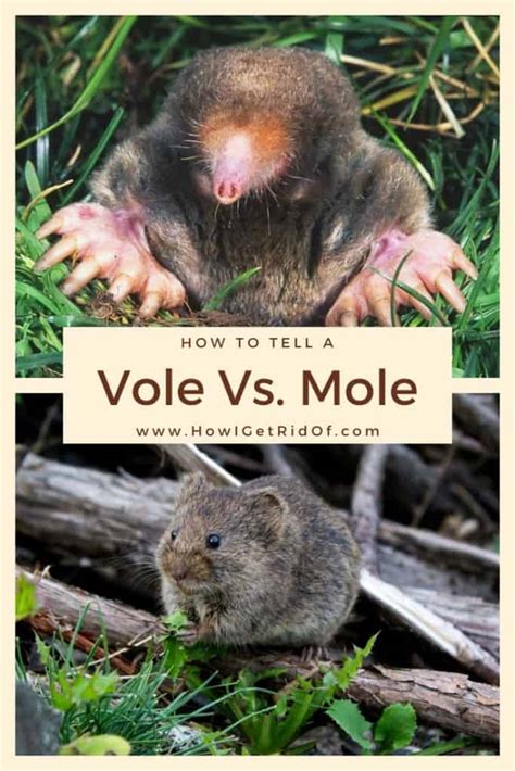 How To Tell A Vole Vs. Mole - How I Get Rid Of