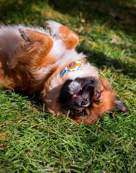 New Pet Photography: Bella, Pekingese/Shih-Tzu Mix; Philadelphia, PA ...