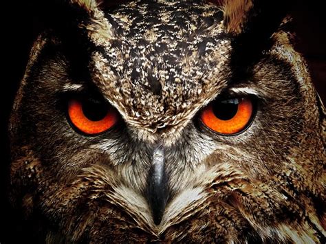 owl eyes close up - Buffalo Bill Center of the West