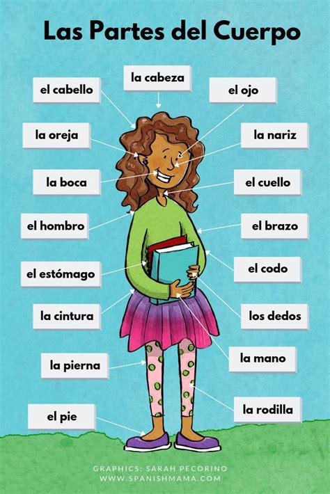 Body parts in spanish activities and games for spanish learners – Artofit