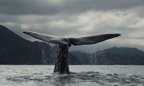 Blue Whale | Species | WWF