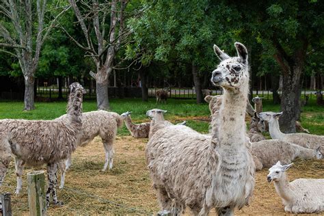 Llamas | Oklahoma State University