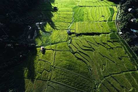 Premium Photo | Rice field ,aerial view of rice fields