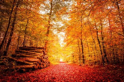 Beautiful autumn landscape in warm colors | Stock Photo | Colourbox