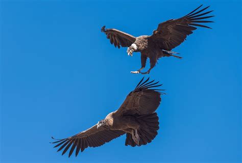 Andean condor | bird | Britannica