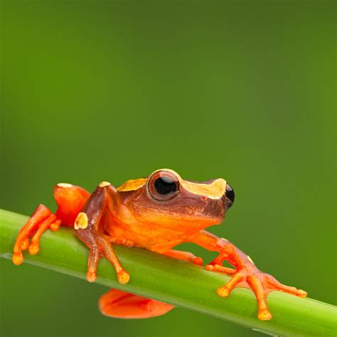 Frog Habitat Facts With Stunning Pictures of Their Dwellings