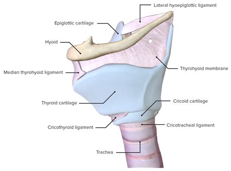 Anatomy Of The Larynx Labeled