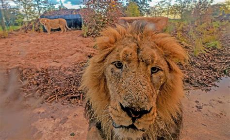 Inside Chester Zoo's new lion habitat - Manchester Evening News