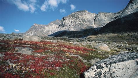 The Biotic Factors for Alpine Tundra | Sciencing