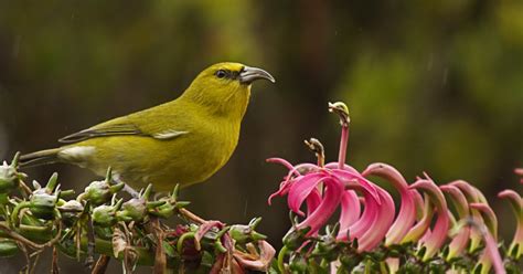 Protect Hawaii's Stunning Endangered Forest Birds | Indiegogo