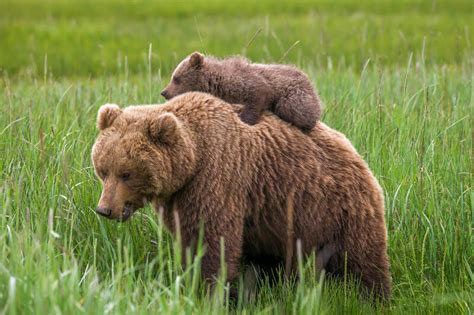 Grizzly Bears with Cubs Photos | Fine Art Prints | Joseph C. Filer Fine Art Photography