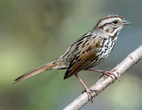 Song Sparrow | San Diego Bird Spot