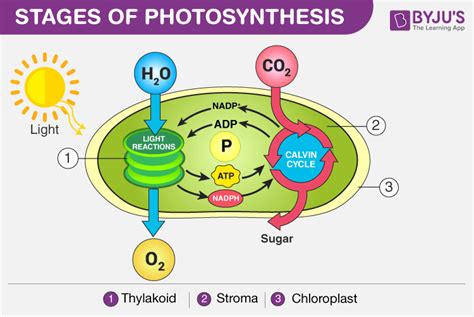 What Is The Equation For Photosynthesis In Biology - Tessshebaylo