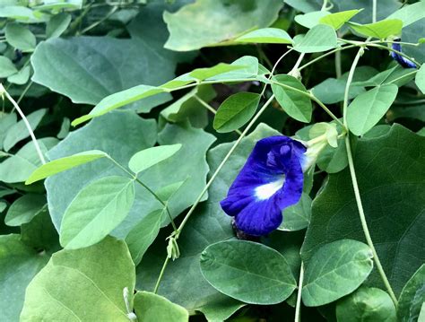 How to Grow and Care For Butterfly Pea Plant