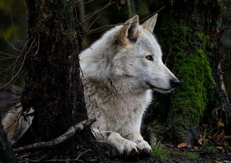 10 Best Documentaries About Wolves To Watch