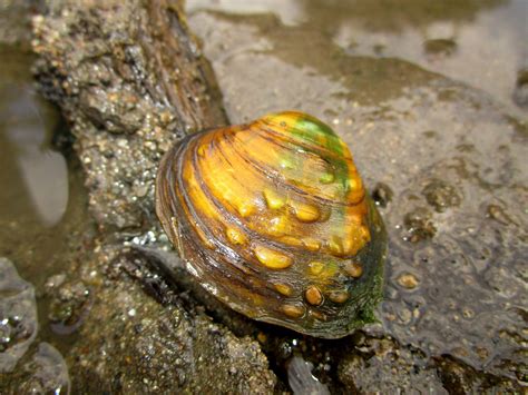 Life under water: Freshwater mussels an indicator of healthy habitat | Forest Preserve District ...