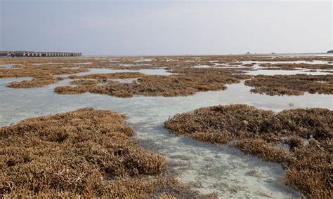 More than 60% of Maldives' coral reefs hit by bleaching | The Anthropocene Project