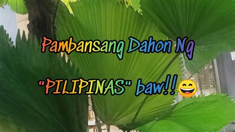 Anong Pambansang Dahon Ng Pilipinas