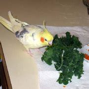 Cockatiels, Healthy and Nutritious Safe Foods, Safe Fruits, Safe Fruits, Safe Vegetables, Safe ...