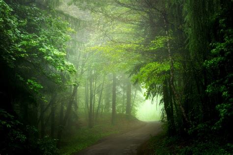 Download Fog Green Tree Forest Nature Path HD Wallpaper