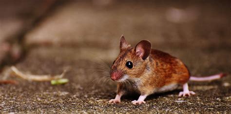 resolve-pest-solutions-mice-control - Resolve Pest Solutions