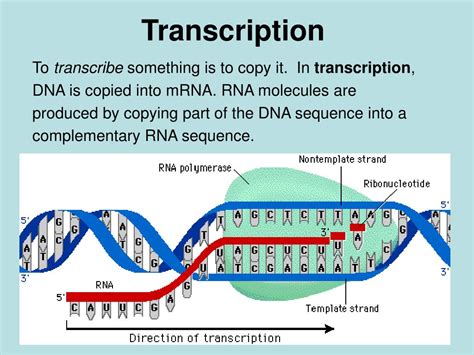 PPT - Transcription and Translation PowerPoint Presentation, free ...