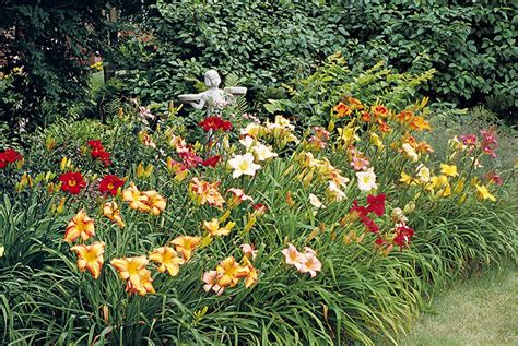 Tips for growing daylilies | Garden Gate