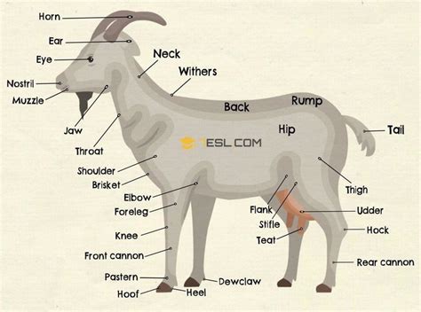 the parts of a goat are labeled in this graphic above it's name and description