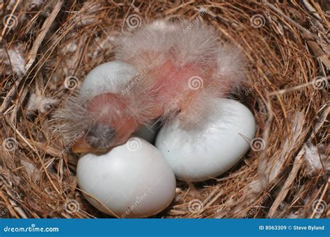 Baby Bird Hatching Royalty Free Stock Images - Image: 8063309