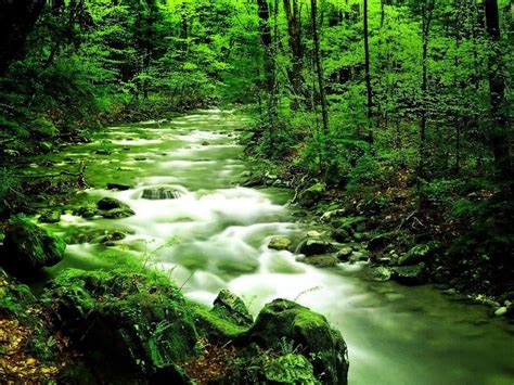 🔥 [50+] Green Nature Wallpapers Desktop | WallpaperSafari