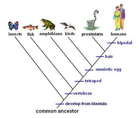 How Does A Cladogram Reveal Evolutionary Relationships Worksheet