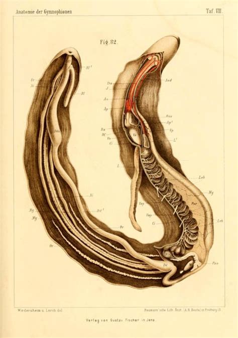 65 best Anatomy. Amphibium images on Pinterest | Anatomie animale, Grenouilles et Os