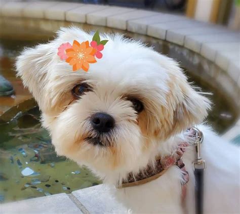 Is the lovable Shih Tzu Pomeranian mix the right pet for you? - K9 Web