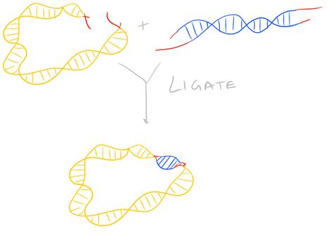 Ligate Sticky Ends via DNA Ligation - SciGine