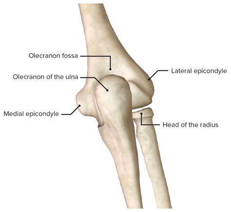 Elbow Joint: Anatomy [+video] - Lecturio Medical