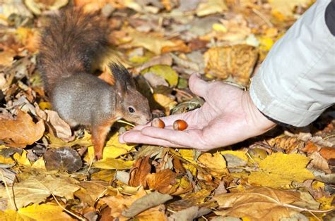 Squirrel eating nuts stock photo. Image of hungry, hand - 11954342