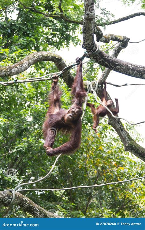 Free Ranging Orang Utan stock photo. Image of vine, protection - 27878268