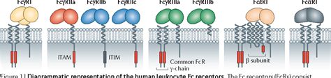 Fc receptor-targeted therapies for the treatment of inflammation, cancer and beyond | Semantic ...