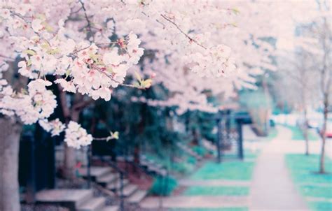 Wallpaper flowers, tree, spring, tree, spring, blossoms images for ...