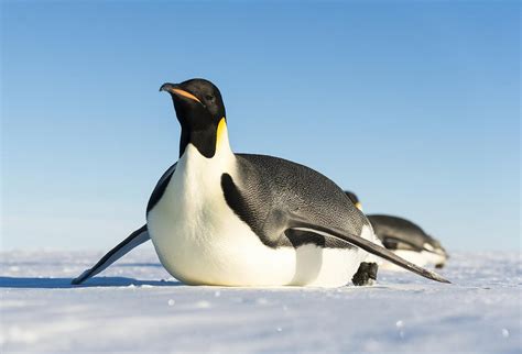 Emperor Penguin Facts for Kids - yourkidsplanet.com