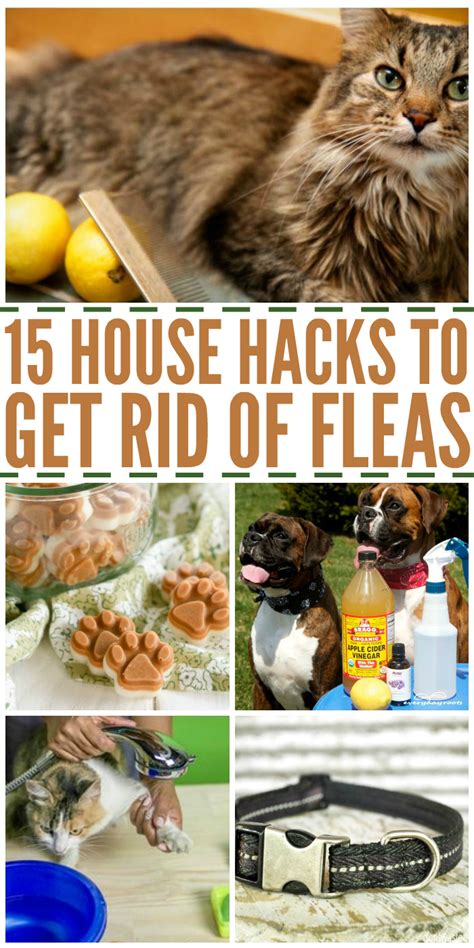 16 Home Remedies to Get Rid of Fleas