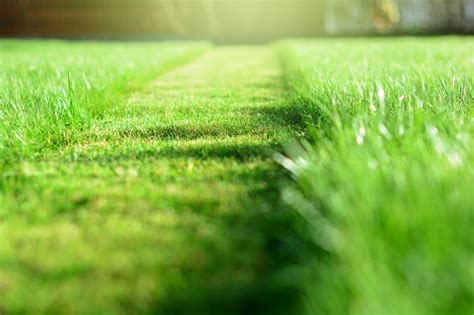 Greener Grass: 4 Lawn Care Tips