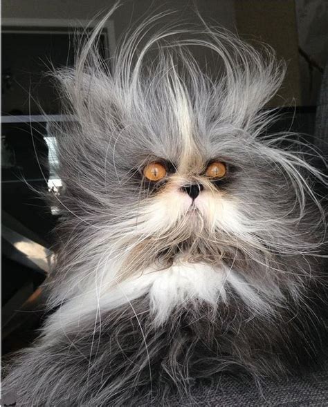 Imagine having THIS wake you in the morning!!! This male Persian has a condition that makes some ...