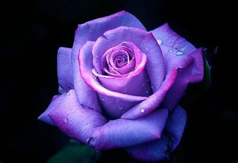 Purple Rose Background (52+ pictures) - WallpaperSet