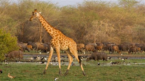 Wildlife in Chad | Zakouma National Park Safari | GeoEx