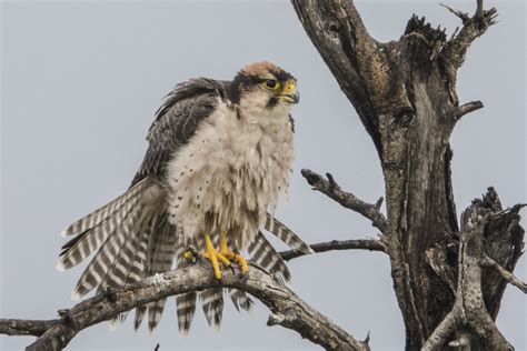 Illegal trade contributes to Italian Lanner population crash - BirdGuides