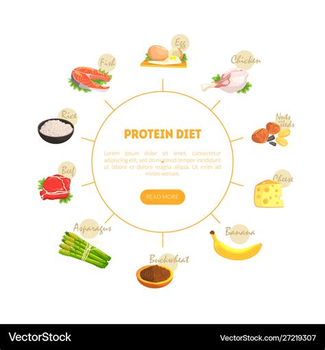 Protein diet chart diagram nutrition Royalty Free Vector