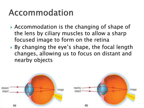 PPT - 12.3– The Human Eye PowerPoint Presentation, free download - ID:6013949