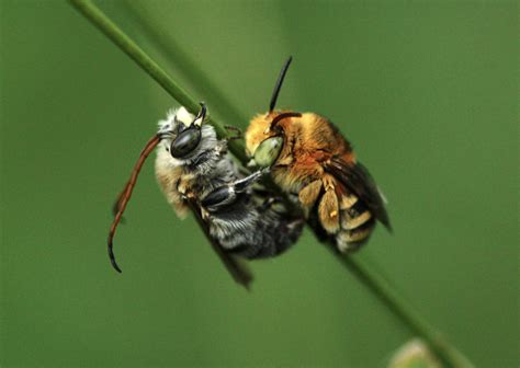 North-West University Engages Citizen Scientists in Documenting South Africa's Bees - JRS ...